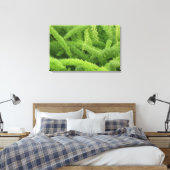 Foxtail Fern, Asparagus densiflorus myers Leinwanddruck (Insitu (Schlafzimmer))