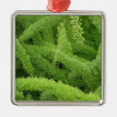 Foxtail Fern, Asparagus densiflorus myers Ornament Aus Metall (Vorne)