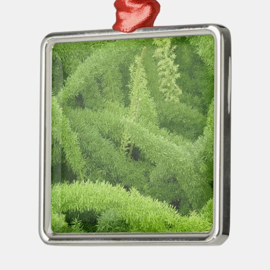 Foxtail Fern, Asparagus densiflorus myers Ornament Aus Metall (Links)