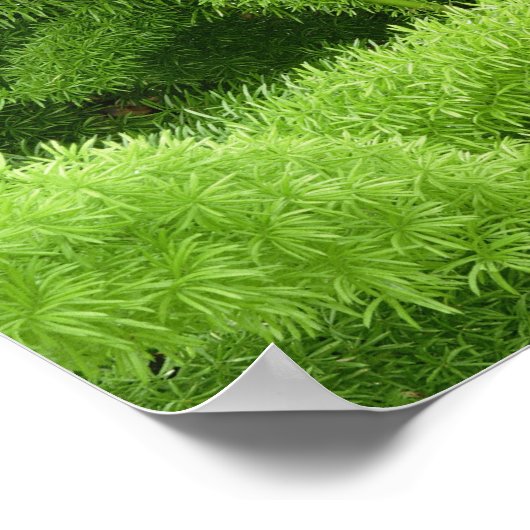 Foxtail Fern, Asparagus densiflorus myers Poster (Ecke)