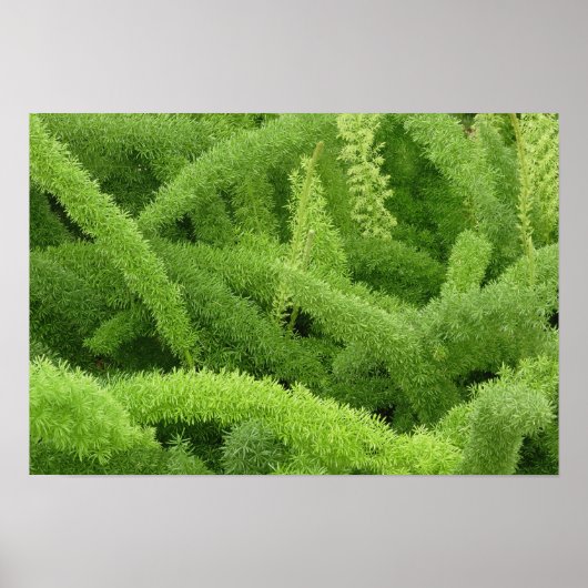 Foxtail Fern, Asparagus densiflorus myers Poster (Vorne)