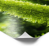 Foxtail Fern Fotodruck (Ecke)
