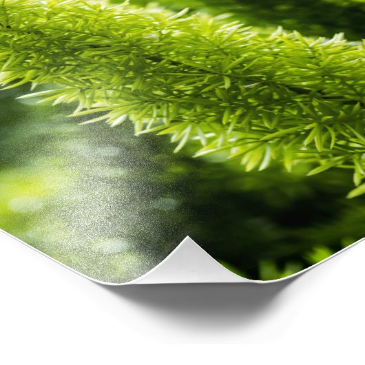 Foxtail Fern Fotodruck (Ecke)