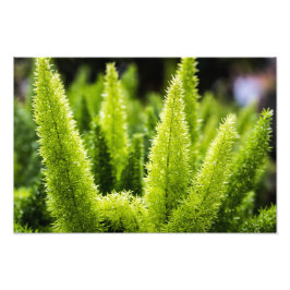Foxtail Fern Fotodruck