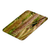 Foxtail Gras Makrofotografie Magnet (Linke Seite)