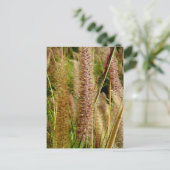 Foxtail Gras Makrofotografie Postkarte (Stehend Vorderseite)