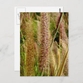 Foxtail Gras Makrofotografie Postkarte (Vorne/Hinten)
