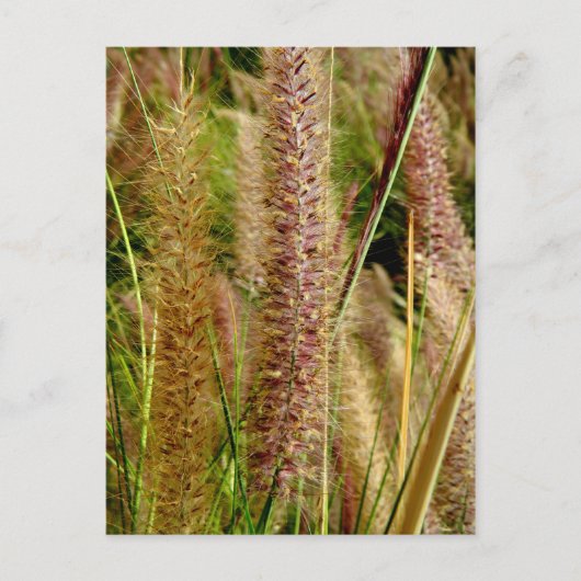 Foxtail Gras Makrofotografie Postkarte (Vorderseite)