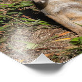 Foxy Baby Fotodruck (Ecke)