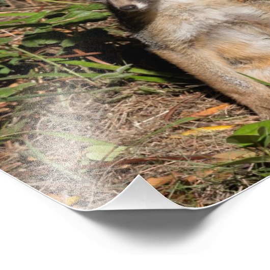 Foxy Baby Fotodruck (Ecke)