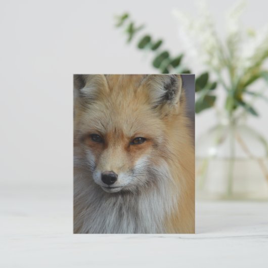 Foxy Fox Postkarte (Stehend Vorderseite)