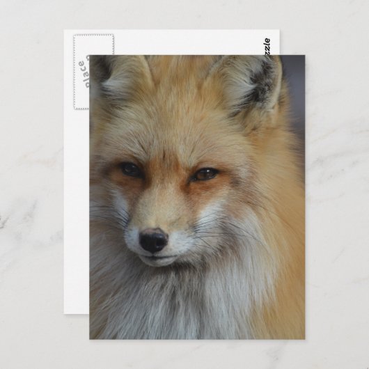 Foxy Fox Postkarte (Vorne/Hinten)