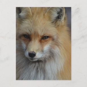 Foxy Fox Postkarte