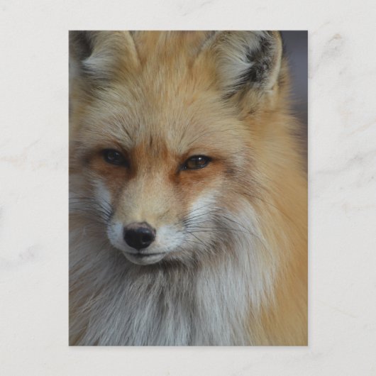 Foxy Fox Postkarte (Vorderseite)