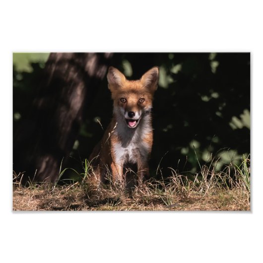 Foxy lächelt aus den Schatten Fotodruck (Vorne)