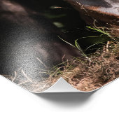 Foxy lächelt aus den Schatten Fotodruck (Ecke)