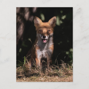 Foxy lächelt aus den Schatten Postkarte