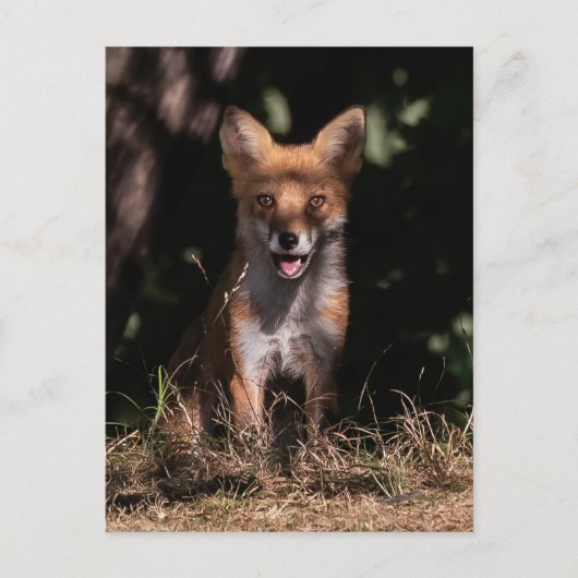 Foxy lächelt aus den Schatten Postkarte (Vorderseite)