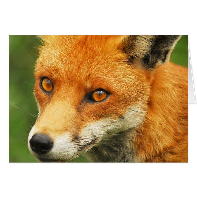 Foxy Lady (Vorderseite (Horizontal))
