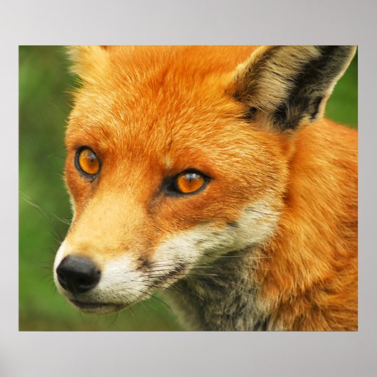 Foxy Lady Poster (Vorne)
