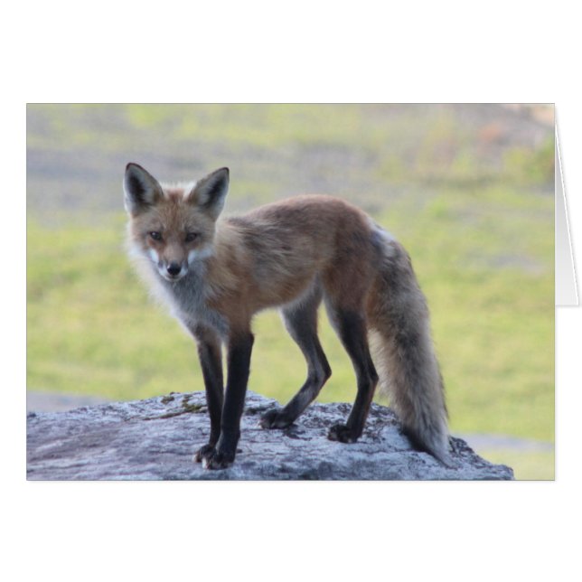 Foxy Momma (Vorderseite (Horizontal))