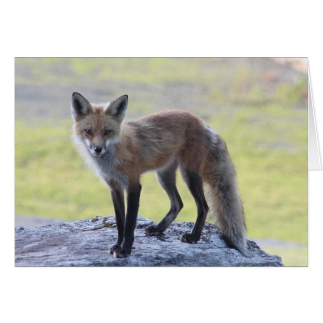 Foxy Momma (Vorderseite (Horizontal))