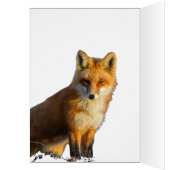Foxy Stare (Innen (Links))