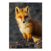 Foxy Stare (Vorne)
