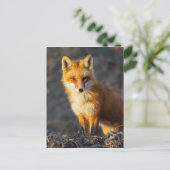 Foxy Stare Postkarte (Stehend Vorderseite)