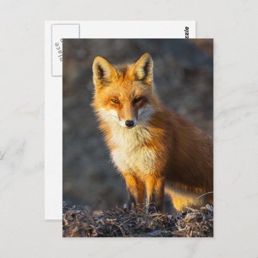Foxy Stare Postkarte (Vorne/Hinten)