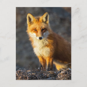 Foxy Stare Postkarte