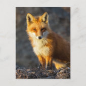 Foxy Stare Postkarte (Vorderseite)