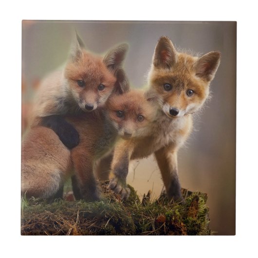 Foxy-Triplets Fliese (Vorderseite)