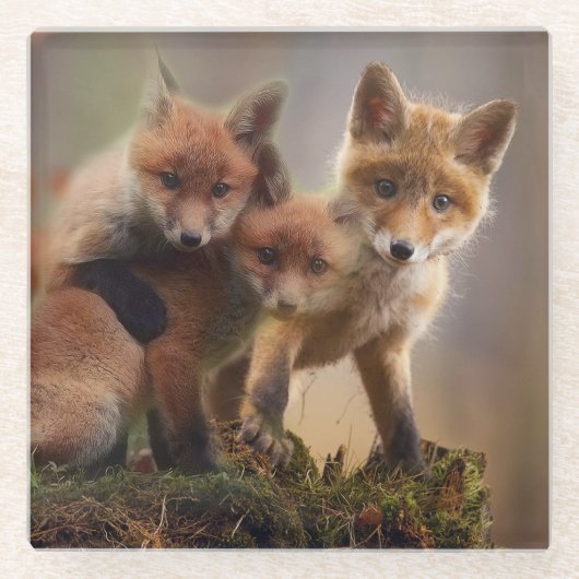 Foxy-Triplets Glasuntersetzer (Vorderseite)