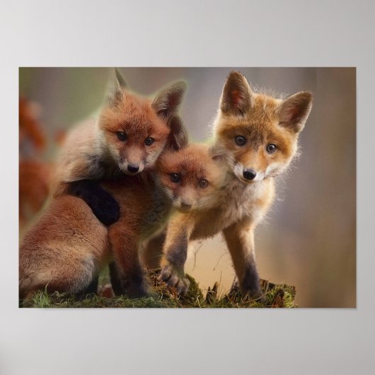 Foxy-Triplets Poster (Vorne)