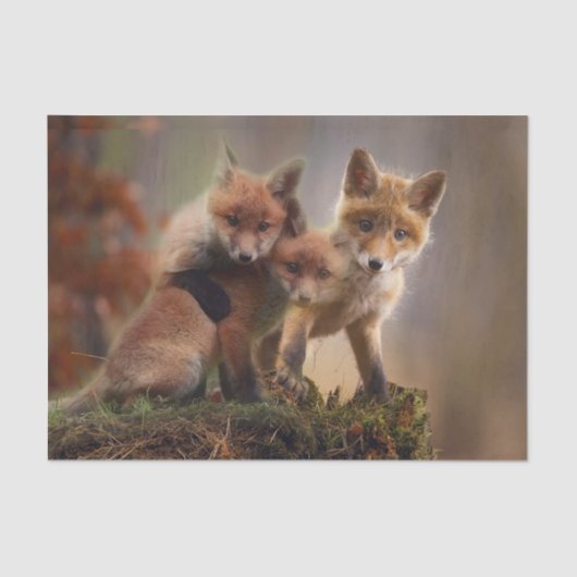 Foxy-Triplets Seidenpapier (Vorderseite)