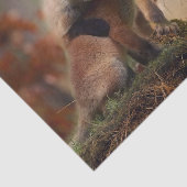 Foxy-Triplets Seidenpapier (Ausschnitt)