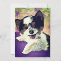 Foxy's Happy Dog Face