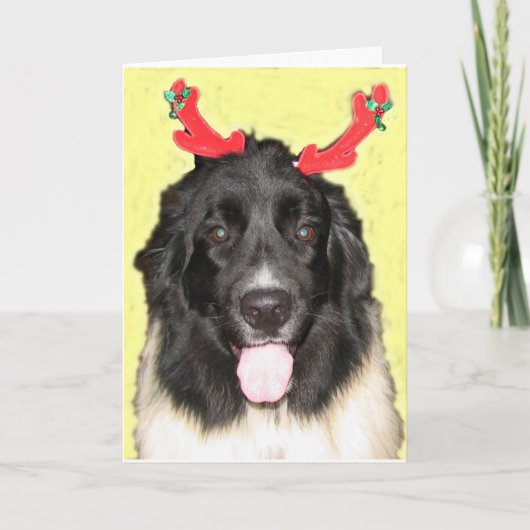 FPG Weihnachten Newfie (Vorderseite)
