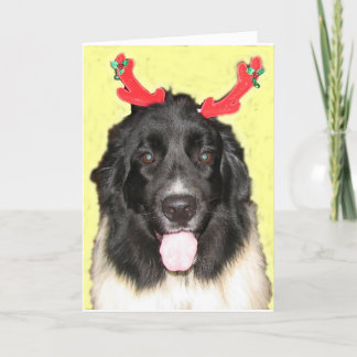 FPG Weihnachten Newfie