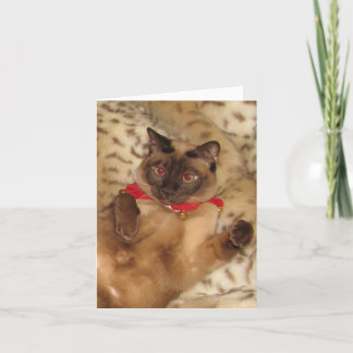 FPG Xmas Tonkinese 2 - Feiertagskarte