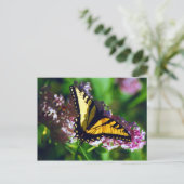 Frack auf der Postkarte von Lilac (Stehend Vorderseite)