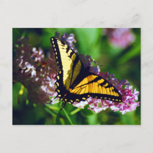 Frack auf der Postkarte von Lilac