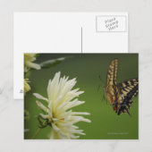 Frack aus der alten Welt Postkarte (Vorne/Hinten)