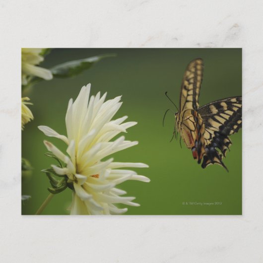 Frack aus der alten Welt Postkarte (Vorderseite)