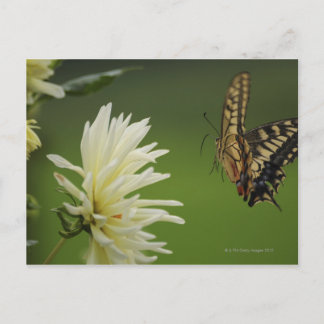 Frack aus der alten Welt Postkarte
