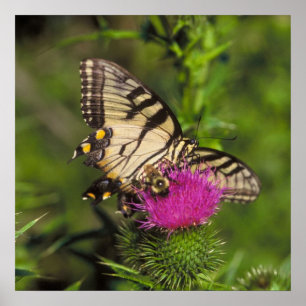Frack Butterfly and Bee auf einer Blume. Poster