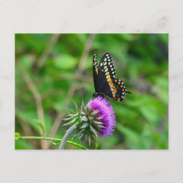 Frack Butterfly and Thistle Postkarte