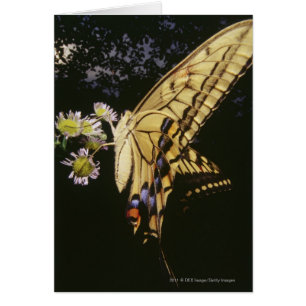 Frack Butterfly auf Blume, nah