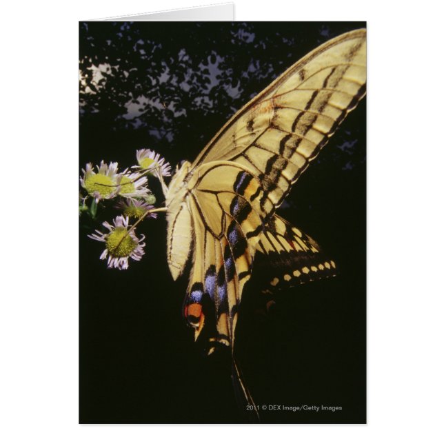 Frack Butterfly auf Blume, nah (Vorne)
